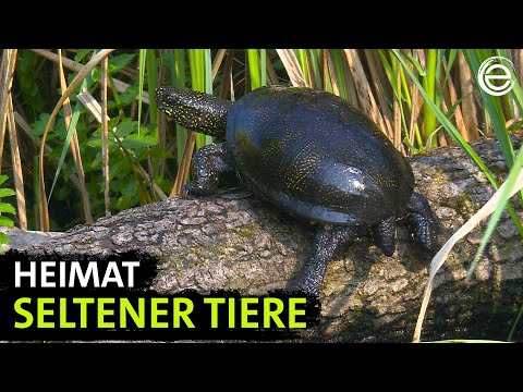 Havelland – a natural oasis in the heart of Brandenburg | Experience Earth