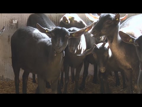 POTPUNO NOVA RASA KOZA U SRBIJI - pari se kao krava - daje mleko kao ovca - Mursiana Granadina !