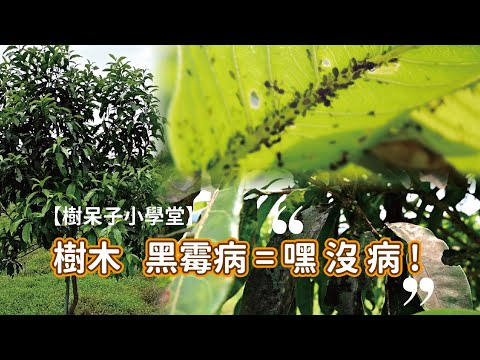 【樹呆子小學堂】樹葉上黑黑的是得什麼病? #樹木診斷 #黑霉病 #嘿沒病 #煤煙病