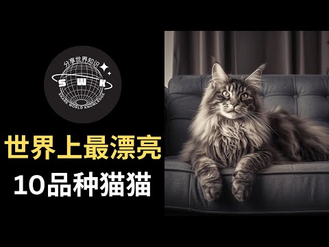 EP-051 "The 10 Most Beautiful Cat Breeds in the World" Cats are one of the cutest animals.