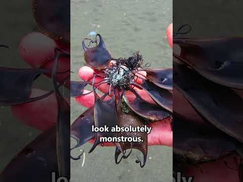 Shark eggs haunt my nightmares