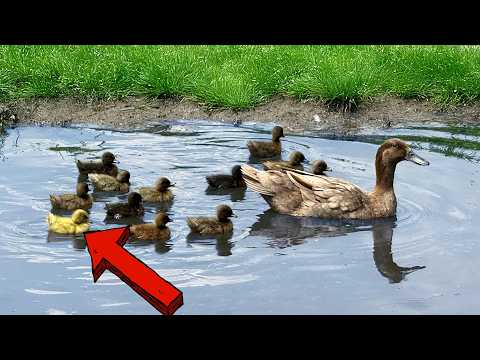 This Bird Just Pulled the Greatest Trick Ever