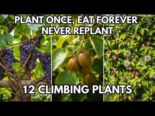 These 12 Plants Grow Like Grape Vines. Plant Once, Never Replant