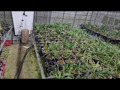 Lesson 1484, December, Dormant Management