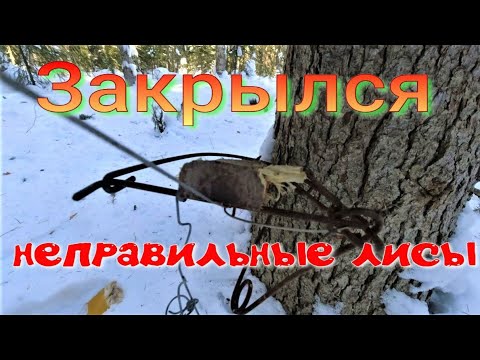 The taiga season is closing, with many sable tracks, squirrels, and foxes behaving strangely. The...