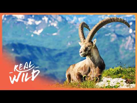 Alpine Ibex: Acrobats On The Rocks | 4K