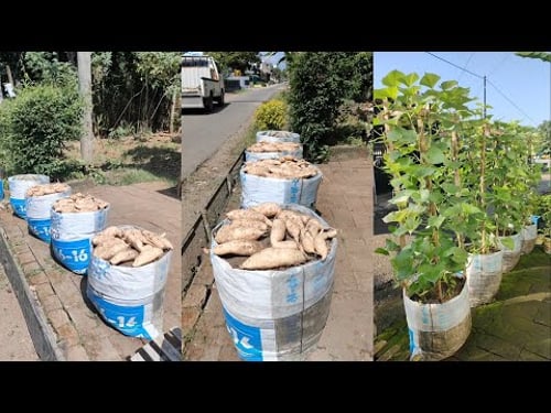 cara menanam ubi jalar dari benih sampai panen || how to grow sweet potatoes from seed to harvest