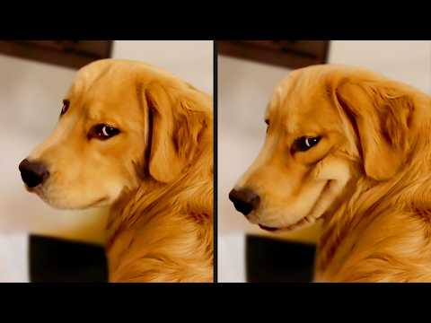 The Funniest Dog Videos Ever (Part 2)