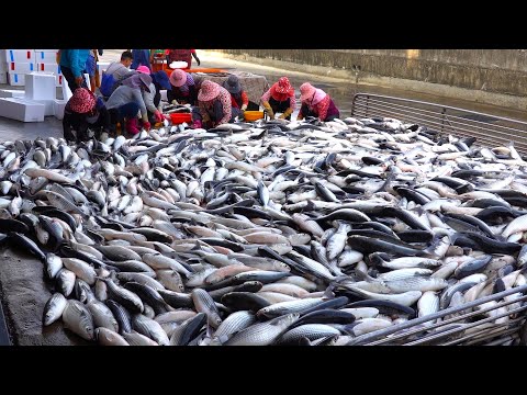 Amazing! Taiwan’s Delicious Harvest: Sweetfish, Mullet, and River Shrimp
