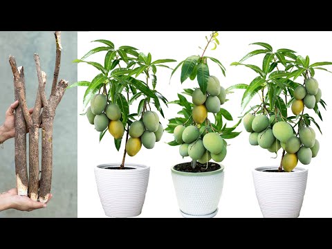 Magic Techniques to Reproduce Mango Trees From Cutting
