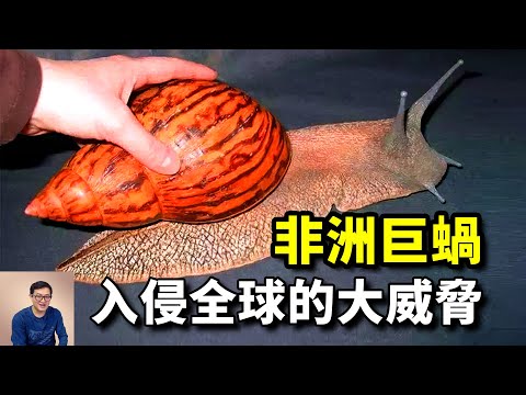 30年前的滅門慘案,竟與非洲大蝸牛有關!引發連環入侵的,世界百大入侵物種【老肉雜談】#動物 #寵物 #非洲 #蝸牛 #snail