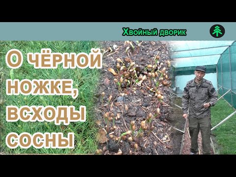 Чёрная ножка,как сохранить сеянцы хвойный растений при размножении из семян в открытом грунте.