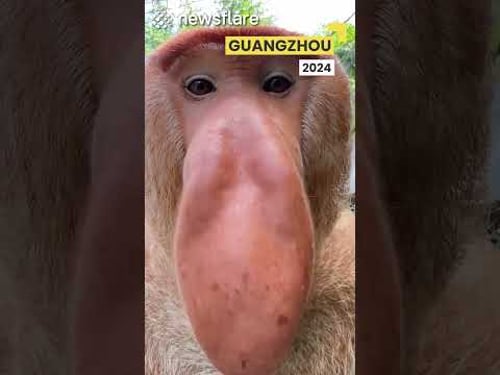 I Found A Strange Monkey