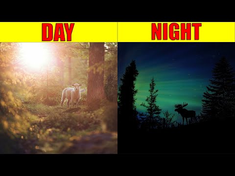DAY AND NIGHT for Kids | Explanation of the Earth's Rotation for Kids, Preschool and Kindergarten
