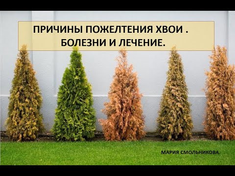 Causes of yellowing needles. Diseases and treatment of conifers.