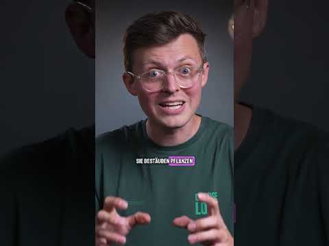 Wenn man von #savethebes spricht, geht es vor allem um Wildbienen! #Bienen #Umwelt #Biodiversität