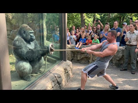 Gorilla vs Bodybuilder: Zoo Tug War Challenge You Can’t Miss! 🦍💪