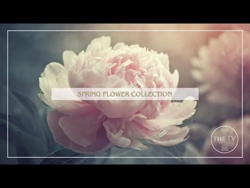 Spring Floral Collection | 4K TV Frame Art Screensaver | Spring Floral Inspired Art | 6 Scenes