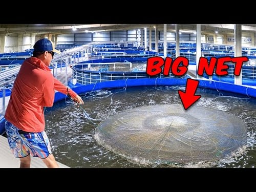 I Exposed a Major Shrimp Farming Operation! (I Can’t Believe They are Doing This)