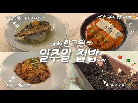 식비 기선제압👊🏻✨1인 가구의 한그릇 집밥 브이로그🍙🏠ㅣ새싹 자란 텃밭🌱ㅣ고등어 오차즈케🐟ㅣ목살 칠리오일누들🍜ㅣ구운달걀카레🍛ㅣ목살돌돌김치찜🫧