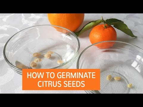 How To Germinate Citrus Seeds | Grow Citrus Trees From Seed