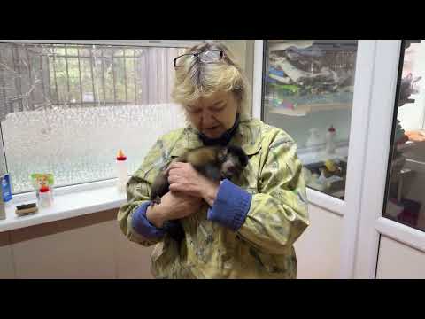 Little LLAM has made friends with Tolik the capuchin!