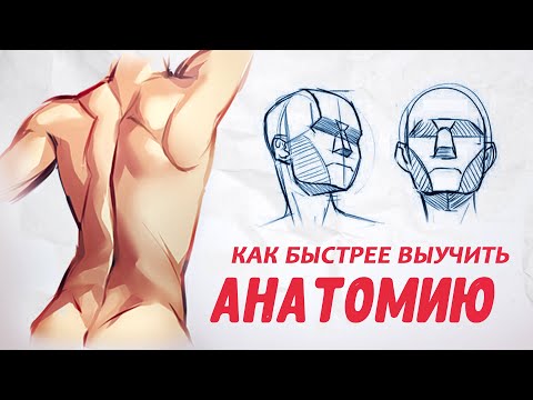 Anatomy for the Artist. Step-by-Step Guide.