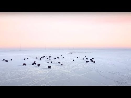 INTO THE LIGHT - Human Trafficking in Indigenous Communities in Alberta