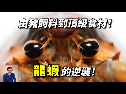 曾經只能做豬飼料,現在逆襲為頂級食材!100多歲也不衰老的龍蝦!【老肉雜談】#動物 #海洋生物 #海鮮 #美食 #龍蝦 #lobster