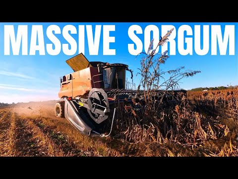 MASSIVE Sorghum Yields!