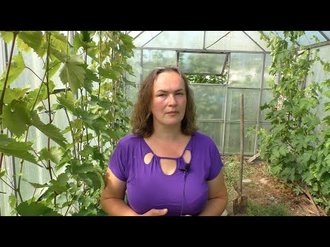 Виноград в теплице. Основные особенности выращивания