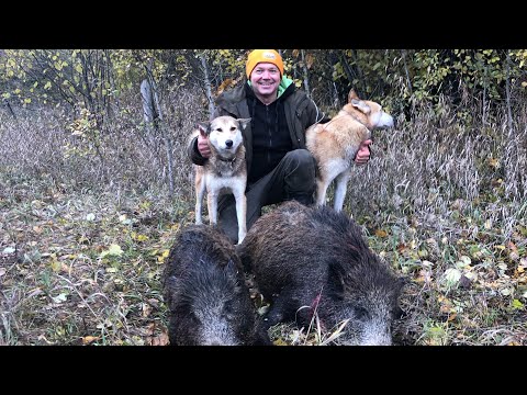 Охота на Кабанов с ЗСЛ в кругу друзей и единомышленников.