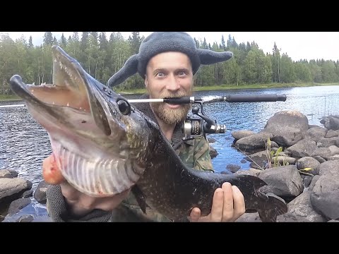 Spinners work wonders!!! Fishing in Karelia, pike on spinning rods