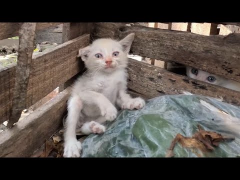We Rescues a Very Angry, Growly Feral Kitten and Earns Her Love | Rescues Animals