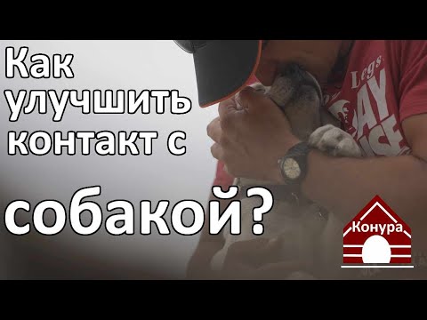 Контакт с собакой что это такое и как его улучшить?
