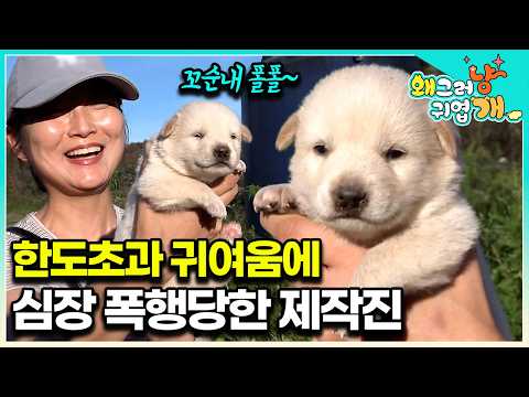 "Huh? What's that?" The production crew and Teacher Seol are thrilled by the cute little puppies....