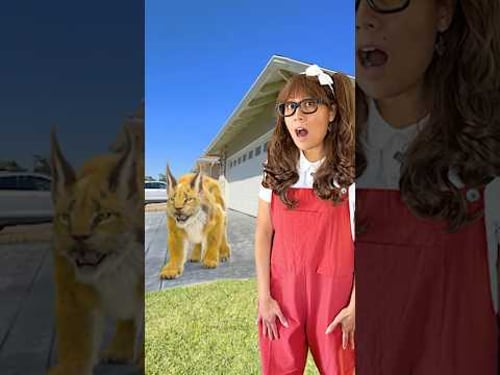 Is That A Cat? Nope…It’s a LYNX!