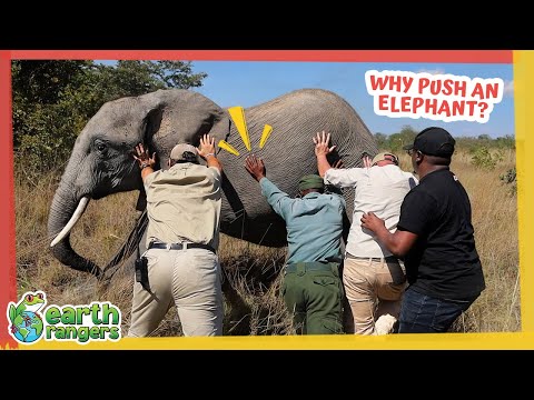 They Need to Push That Elephant Over…But Why? | Earth Rangers