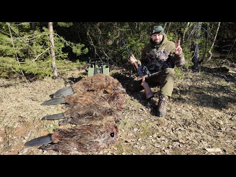 Коллиматор или загонник? Что лучше при охоте на бобра?