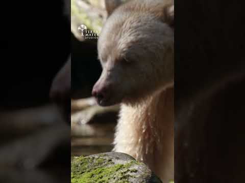 The Secret of the Spirit Bear Revealed!