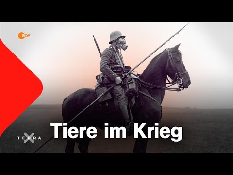 Von Pferd bis Taube: Diese Tiere mussten an die Front | Terra X