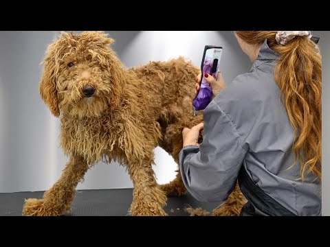 Rescue Poodle in Horrible Condition Gets Her First Real Groom