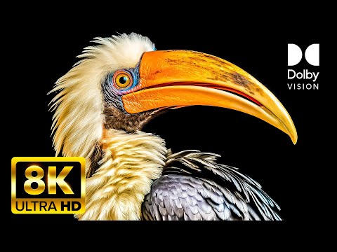 Exotic Birds OLED Test 8K Dolby Vision™ HDR #OLED #8K #TV