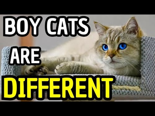 I Bet You Don’t Know These Secrets About Male Cats | 99% of Owners Get This Wrong!
