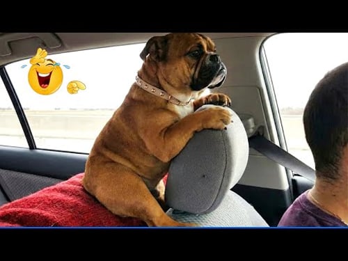 You Will Die Laughing At These Dogs ๐น๐ถ The Funniest Dog Moments Compilation ๐พ