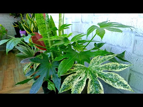 🍃Мои Цветы на Лоджии🍃Май 2023