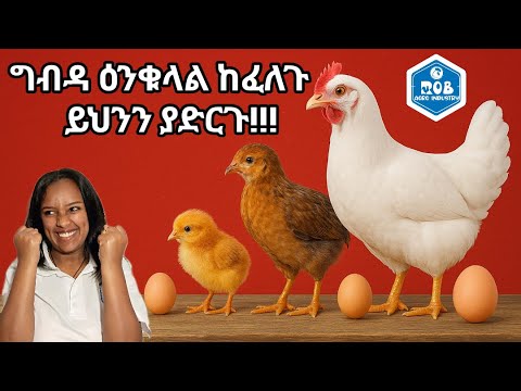 የዶሮዎቻችሁ የዕንቁላል ክብደት በምን ይወሰናል ? / what factor determines the weight of your chickens egg
