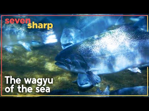 Giant salmon, large enough to feed 100 people, accidentally discovered in New Zealand | Seven Sharp