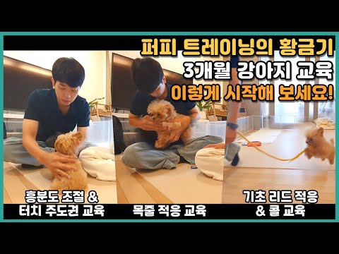 3개월강아지 퍼피트레이닝, 이렇게 시작해보세요! | 푸들 뽀롱이
