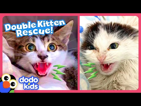 Hissing Kittens Need To Be Rescued! | Dodo Kids